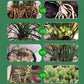 🌿Botaniczny aktywator – przywraca witalność roślinom!