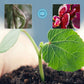Koncentrat składników odżywczych dla roślin storczykowatych ✨ Kup 2, a 1 otrzymasz za darmo✨